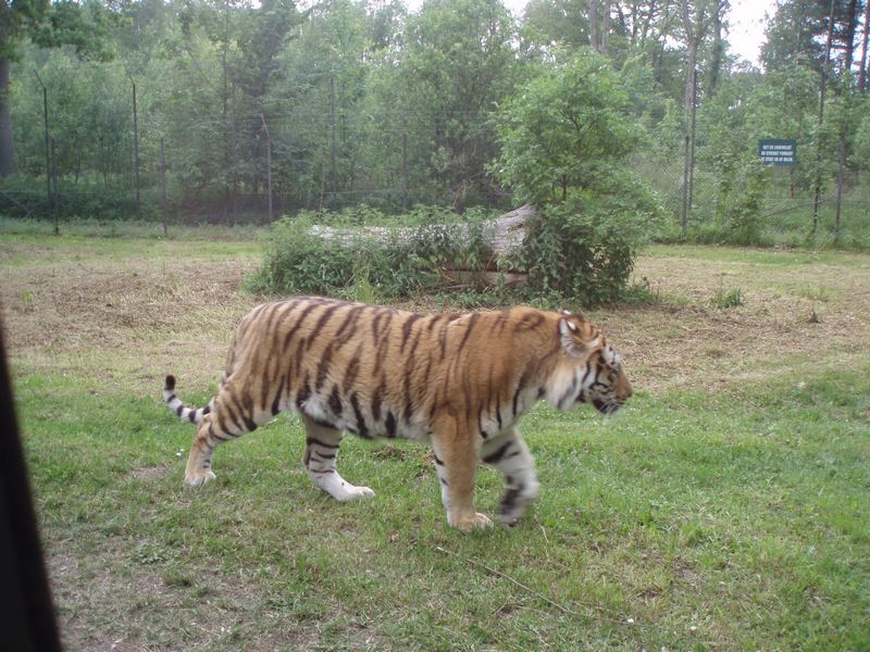 foraar_sommer_2011_13